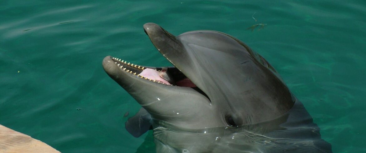 DolphinGemma: Google AI model understands dolphin chatter